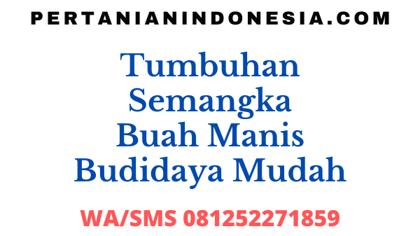 Tumbuhan Semangka Buah Manis Budidaya Mudah